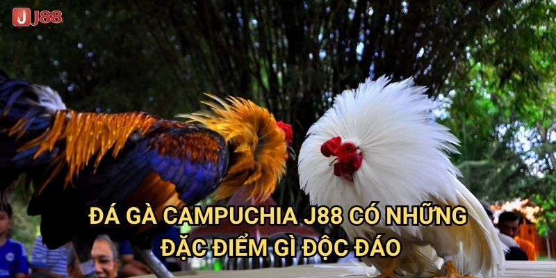 Tại sao đá gà Campuchia tại J88 lại nổi tiếng khắp Đông Nam Á? 2 Đá gà Campuchia J88 có những đặc điểm gì độc đáo?
