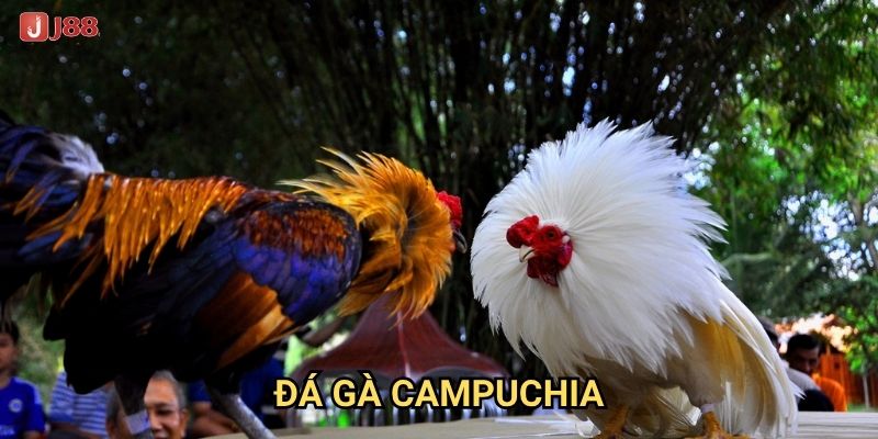Tại sao đá gà Campuchia tại J88 lại nổi tiếng khắp Đông Nam Á?