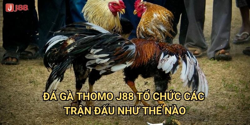 Vì sao đá gà Thomo tại J88 được mệnh danh là đấu trường đẳng cấp? 2 Đá gà Thomo J88 tổ chức các trận đấu như thế nào?