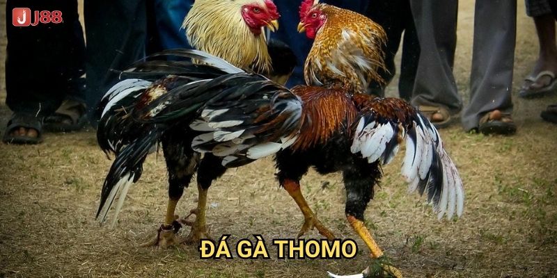 Vì sao đá gà Thomo tại J88 được mệnh danh là đấu trường đẳng cấp?