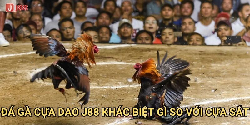 Vì sao đá gà cựa dao tại J88 lại có tính kịch tính cao? 2 Đá gà cựa dao J88 khác biệt gì so với cựa sắt?