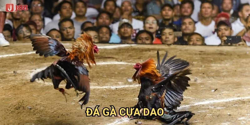 Vì sao đá gà cựa dao tại J88 lại có tính kịch tính cao?