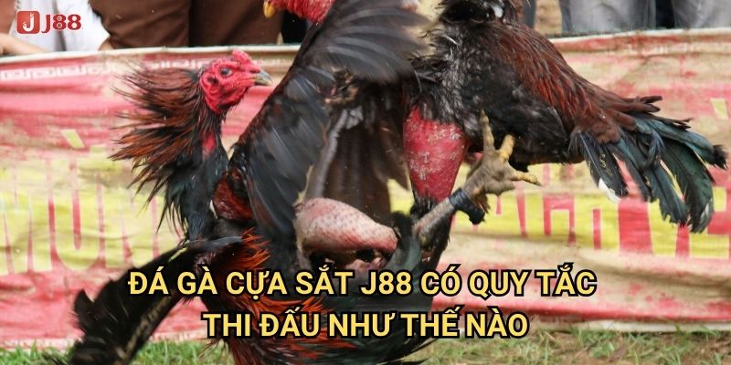Tại sao đá gà cựa sắt tại J88 lại được coi là môn thể thao vua? 2 Đá gà cựa sắt J88 có quy tắc thi đấu như thế nào?