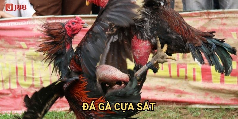 Tại sao đá gà cựa sắt tại J88 lại được coi là môn thể thao vua?