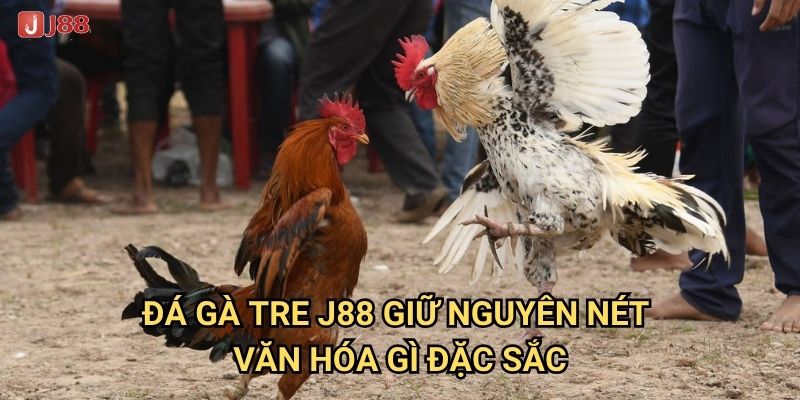Điều gì khiến đá gà tre tại J88 trở thành truyền thống dân gian? 2 Đá gà tre J88 giữ nguyên nét văn hóa gì đặc sắc?