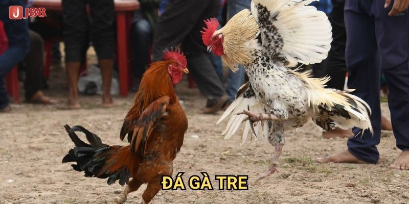 Điều gì khiến đá gà tre tại J88 trở thành truyền thống dân gian?
