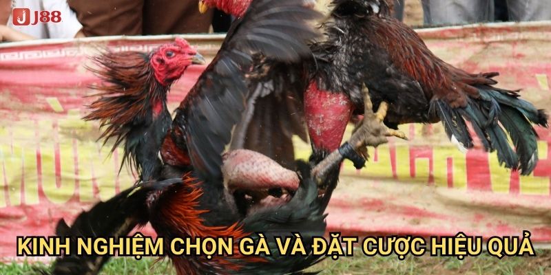 Tại sao đá gà cựa sắt tại J88 lại được coi là môn thể thao vua? 3 Kinh nghiệm chọn gà và đặt cược hiệu quả