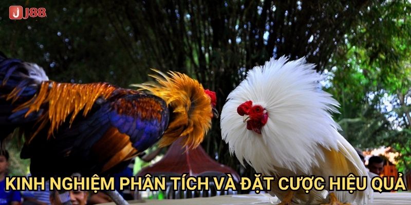 Tại sao đá gà Campuchia tại J88 lại nổi tiếng khắp Đông Nam Á? 3 Kinh nghiệm phân tích và đặt cược hiệu quả