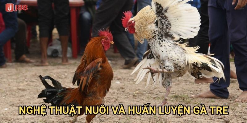 Điều gì khiến đá gà tre tại J88 trở thành truyền thống dân gian? 3 Nghệ thuật nuôi và huấn luyện gà tre