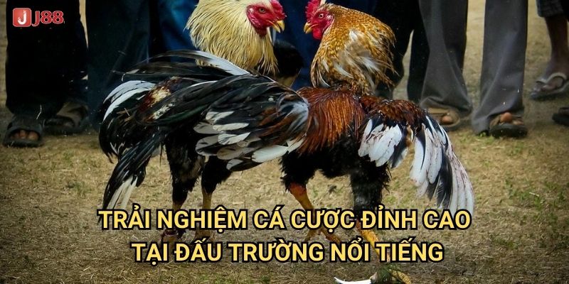 Vì sao đá gà Thomo tại J88 được mệnh danh là đấu trường đẳng cấp? 3 Trải nghiệm cá cược đỉnh cao tại đấu trường nổi tiếng